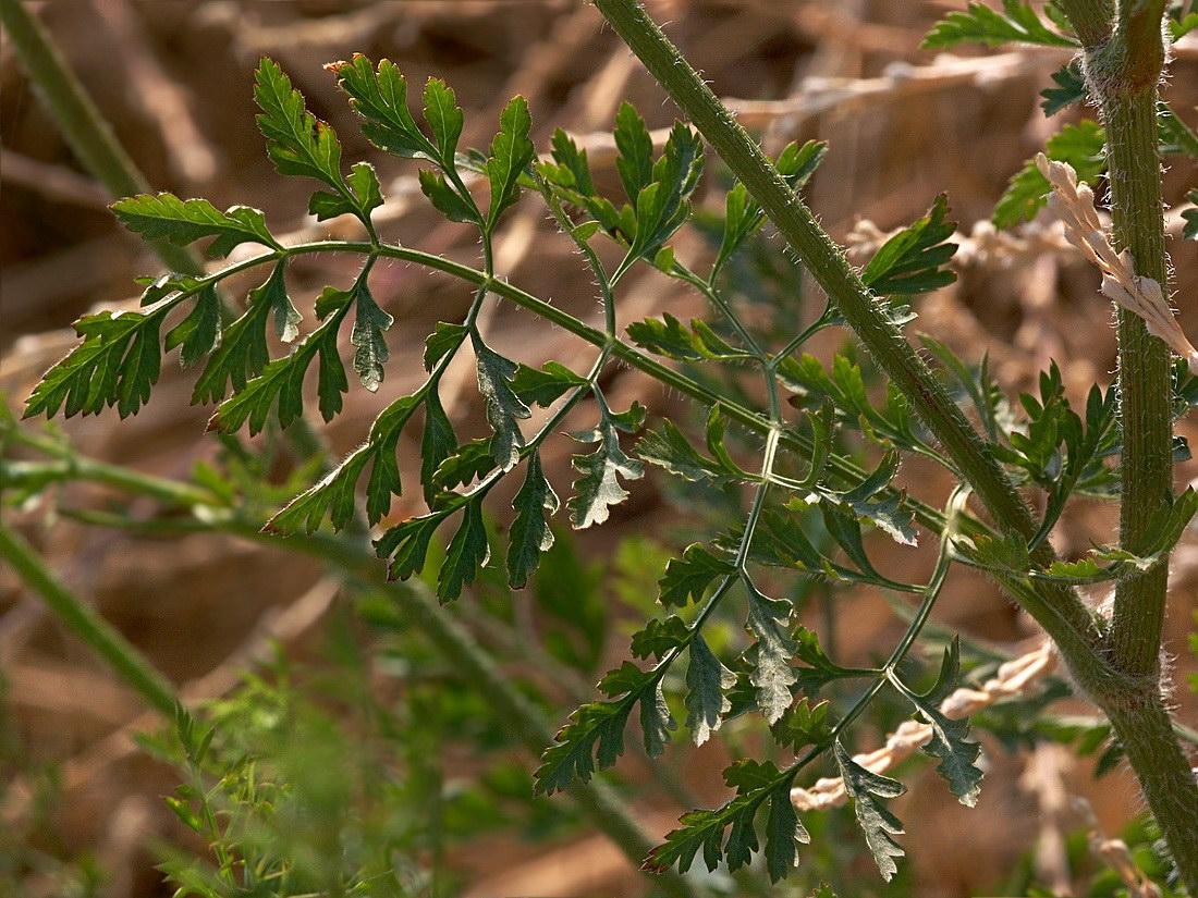 Изображение особи Daucus carota.