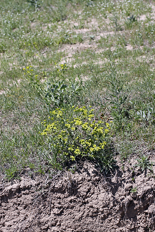 Image of genus Euphorbia specimen.