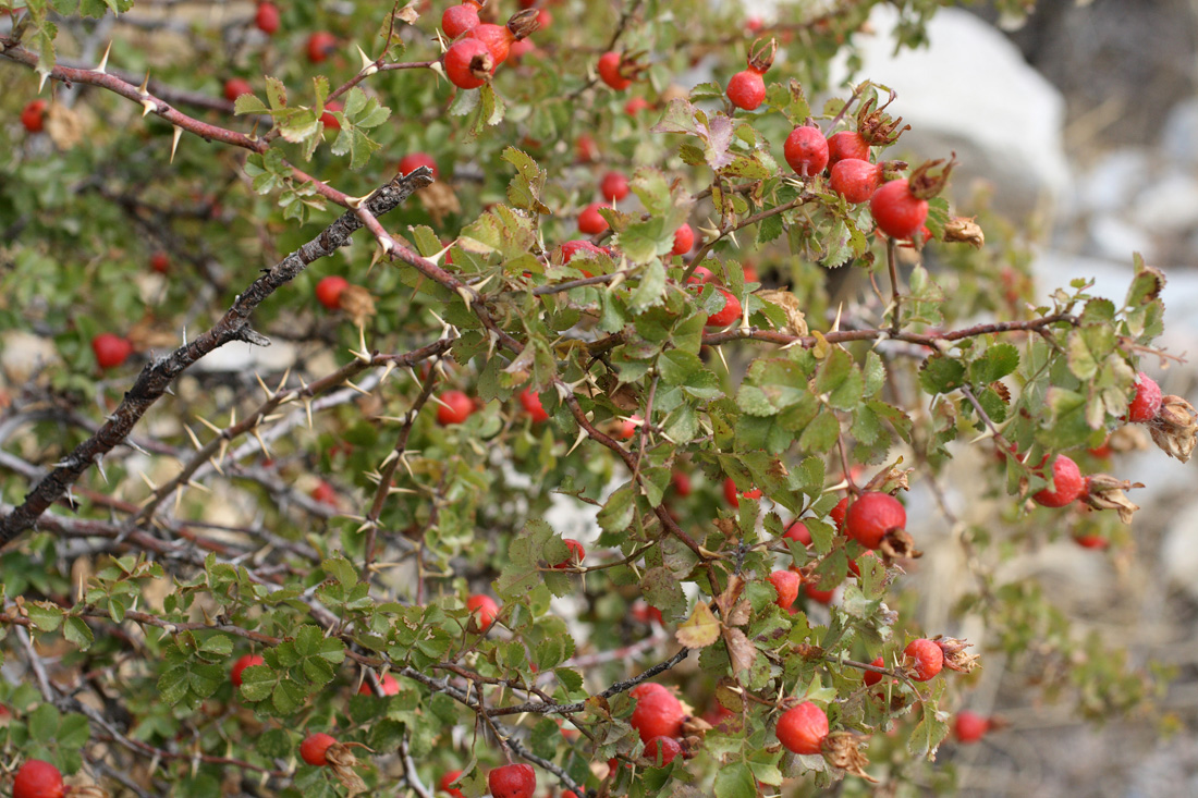 Image of Rosa maracandica specimen.