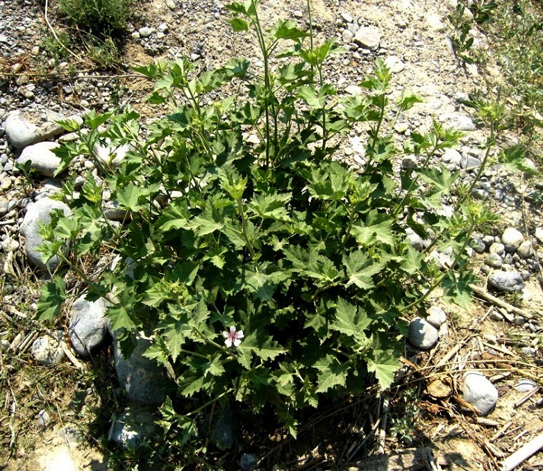 Изображение особи Althaea armeniaca.