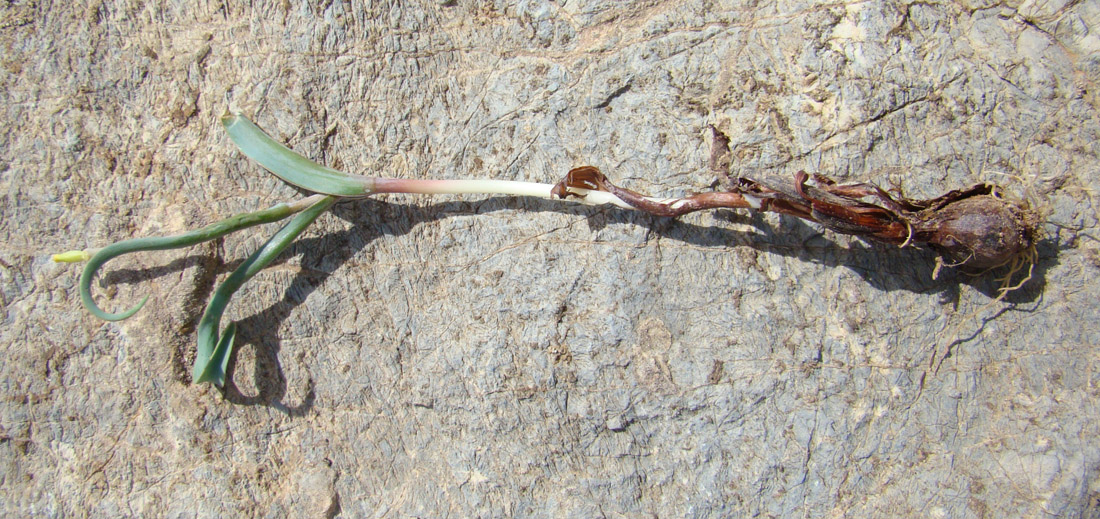 Image of Tulipa talassica specimen.