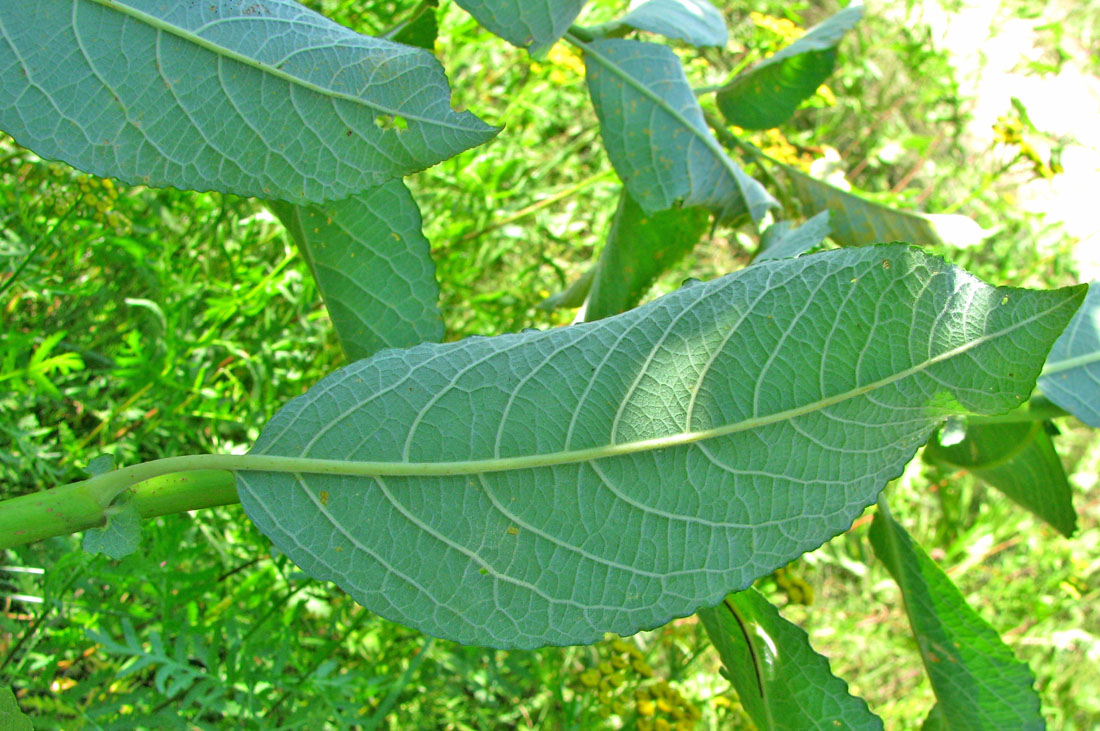 Image of Salix latifolia specimen.