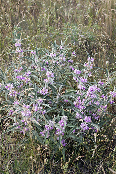 Image of Phlomis regelii specimen.