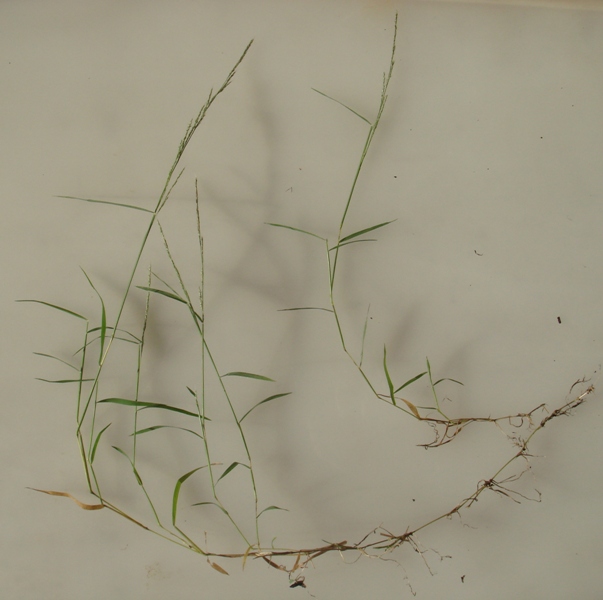 Изображение особи Muhlenbergia schreberi.