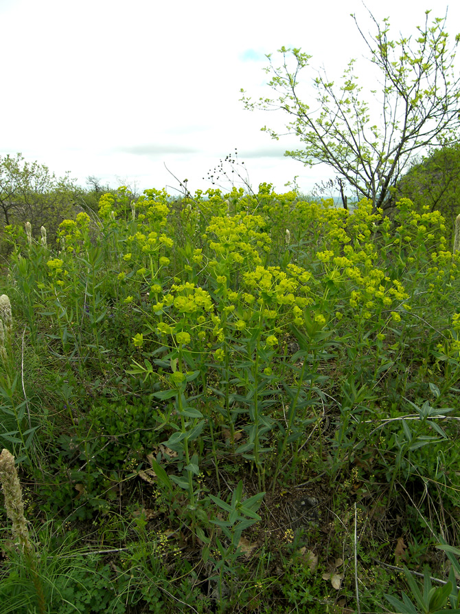 Image of Euphorbia iberica specimen.