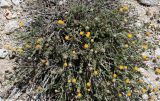 Xylanthemum pamiricum. Цветущее растение. Таджикистан, Памир, восточнее перевала Кой-Тезек, 4200 м н.у.м. 02.08.2011.