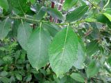 Salix × bicolor