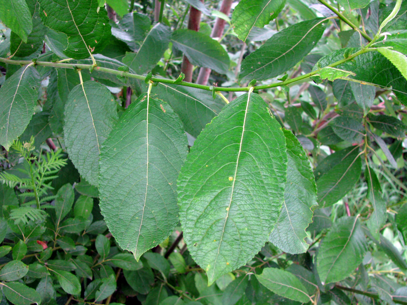 Image of Salix &times; bicolor specimen.