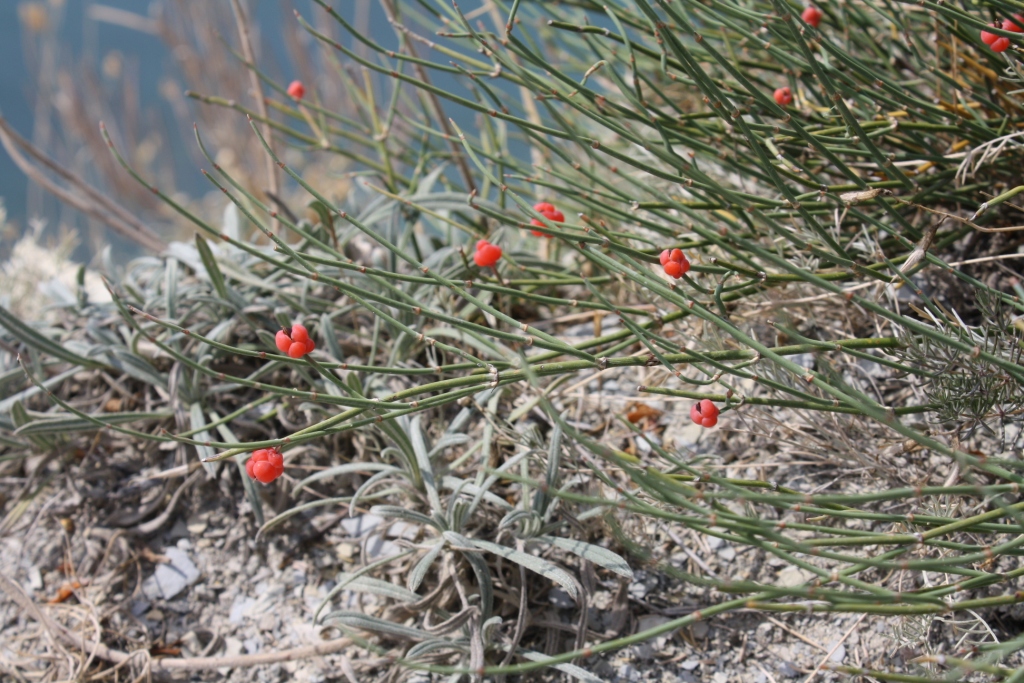 Image of Ephedra distachya specimen.