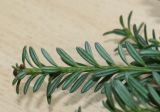 Podocarpus nivalis. Часть ветки (вид снизу). Германия, г. Кемпен, в культуре. 19.02.2012.