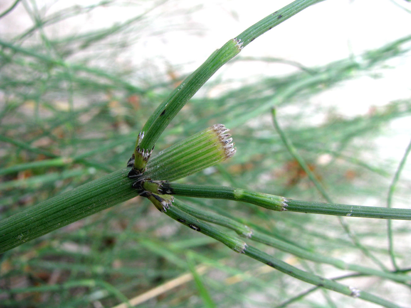 Изображение особи Equisetum ramosissimum.