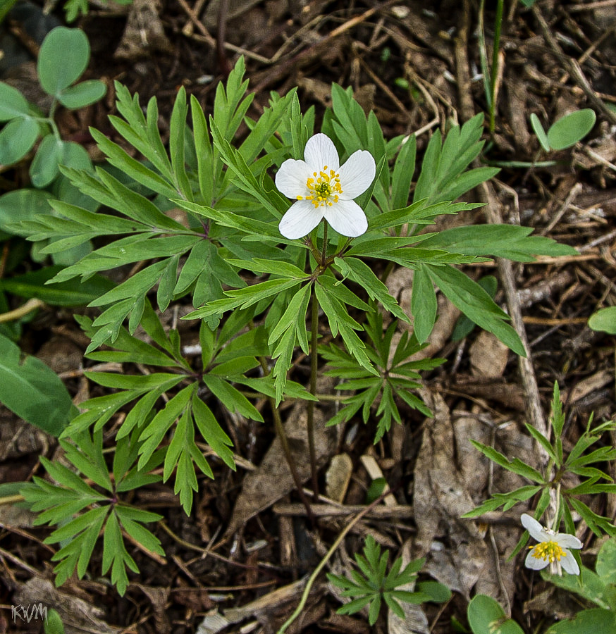 Image of Anemone caerulea specimen.