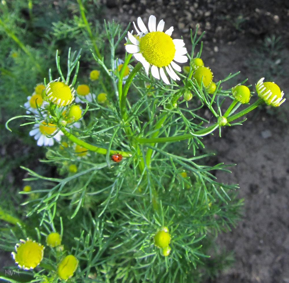 Image of Matricaria recutita specimen.