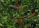 Teucrium subspecies pinnatifidum