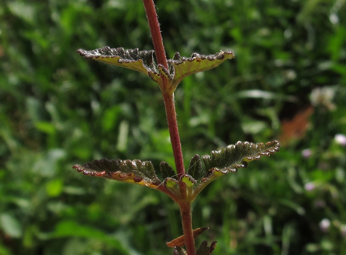 Изображение особи Teucrium chamaedrys ssp. pinnatifidum.