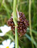 Juncus conglomeratus. Соплодие. Московская обл., Лотошинский р-н, окр. дер. Савостино. 05.07.2012.