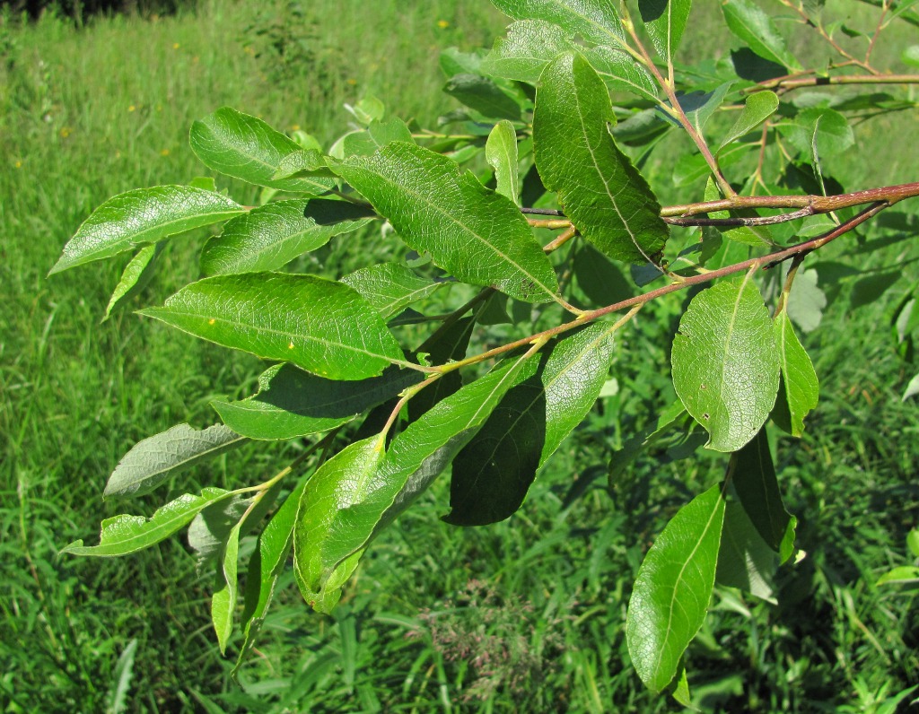 Image of Salix caprea specimen.