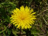 род Taraxacum