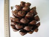 Pinus pinea