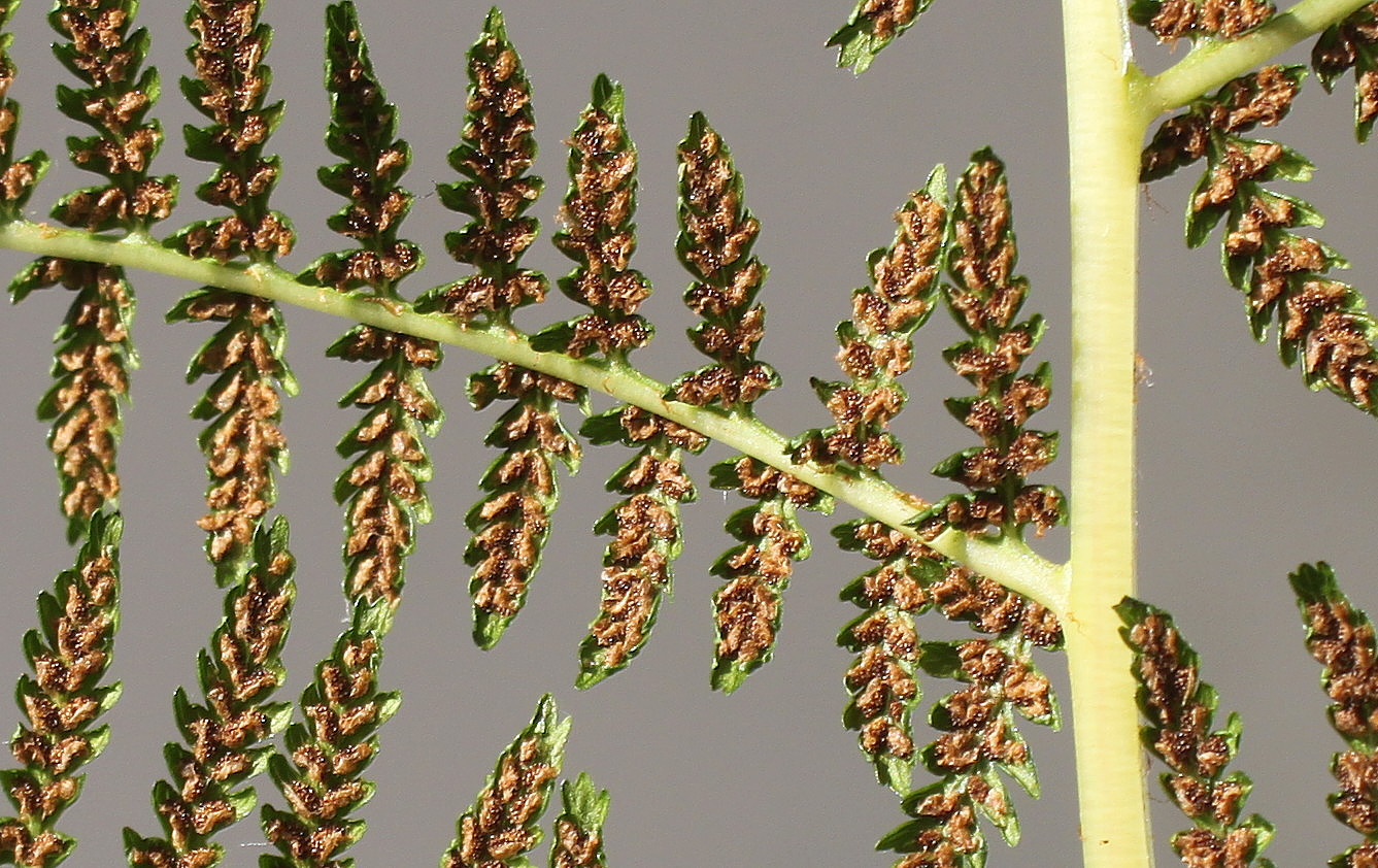 Изображение особи Athyrium filix-femina.