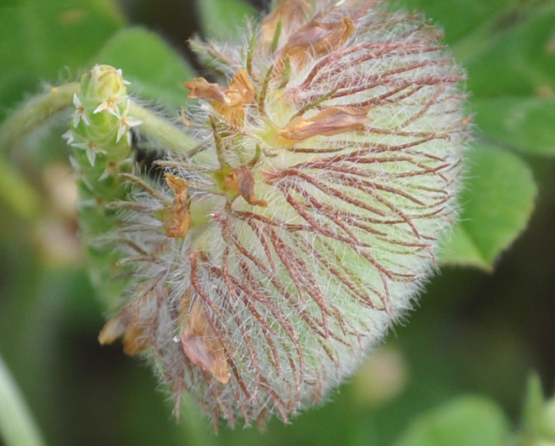 Image of Trifolium globosum specimen.