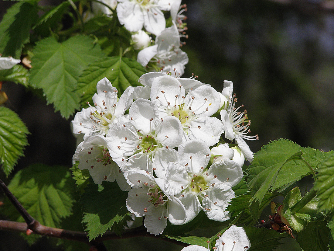 Изображение особи Crataegus submollis.