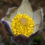 Pulsatilla patens