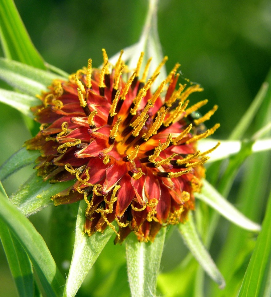 Image of Tragopogon sibiricus specimen.