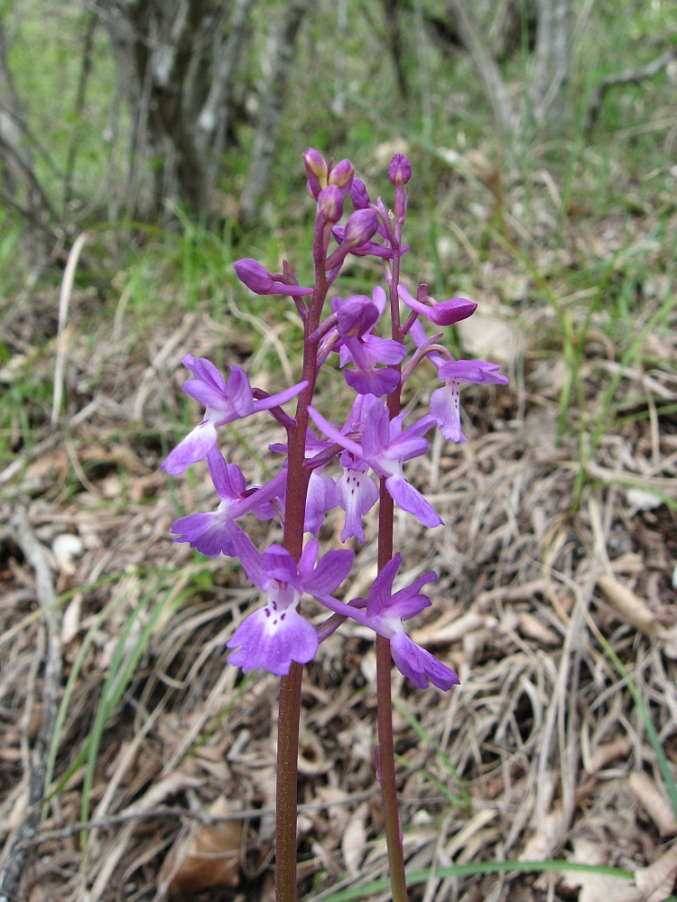 Image of Orchis mascula specimen.