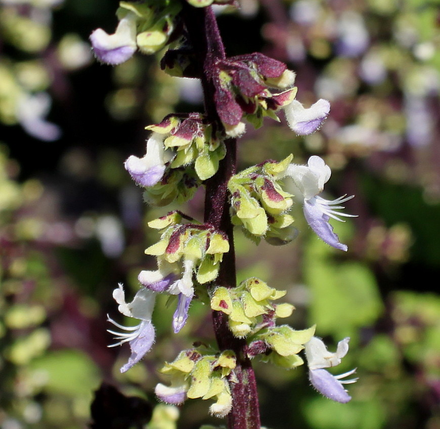 Изображение особи род Coleus.