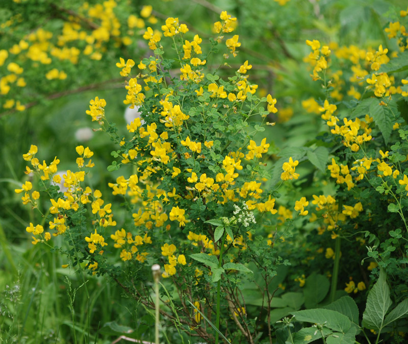 Изображение особи Cytisus sessilifolius.