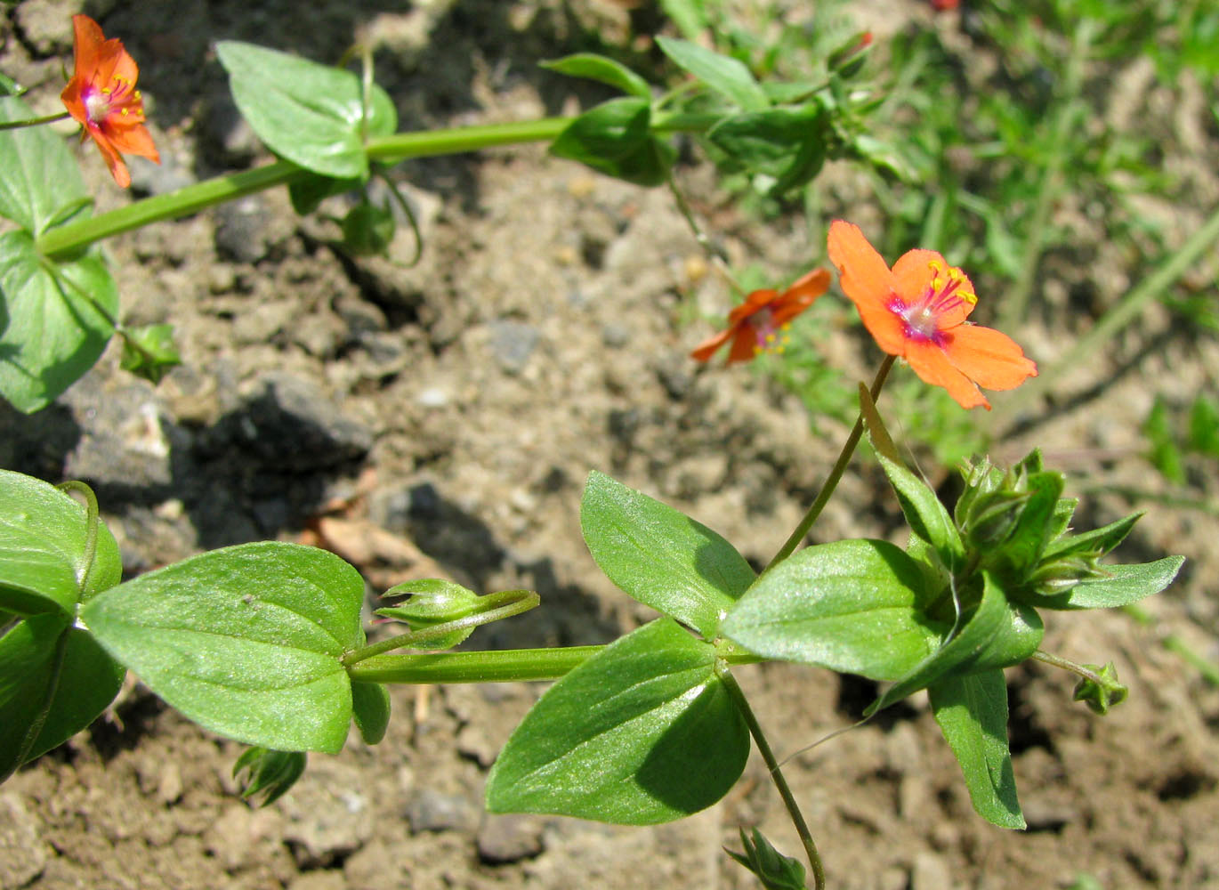 Изображение особи Anagallis arvensis.