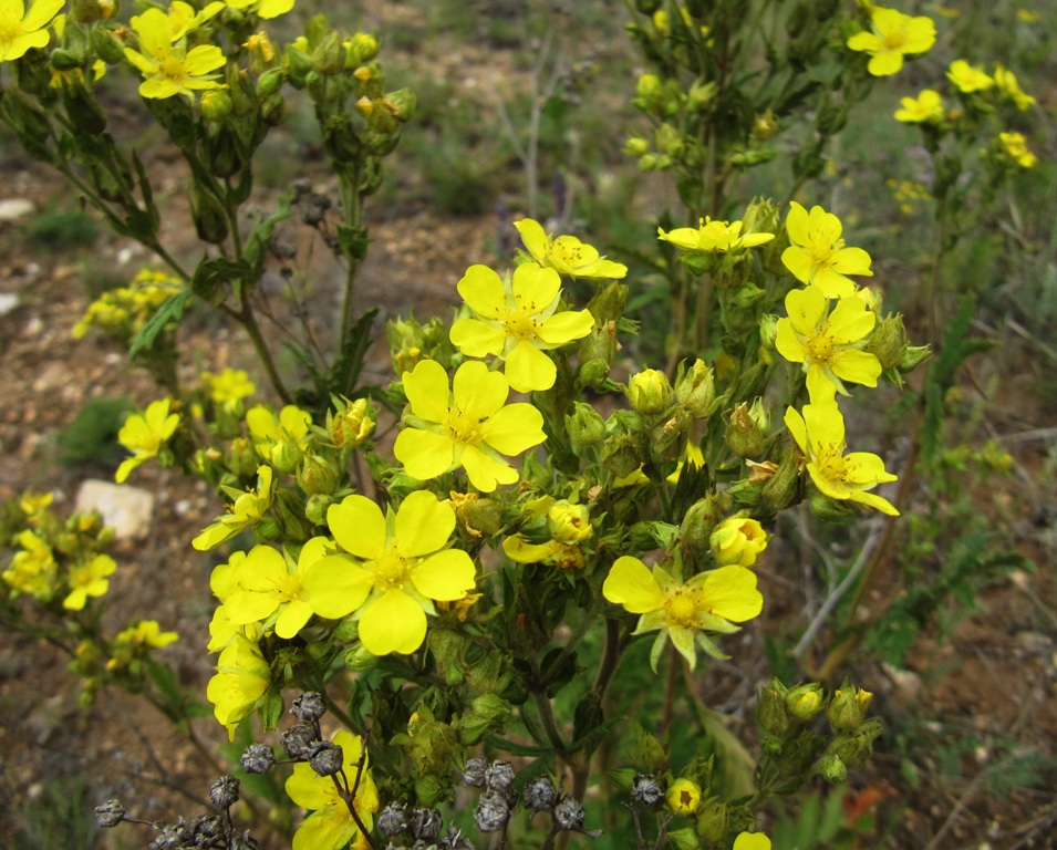 Изображение особи Potentilla tanacetifolia.