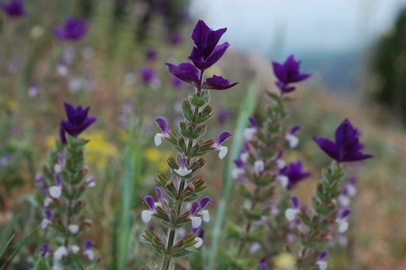 Изображение особи Salvia viridis.