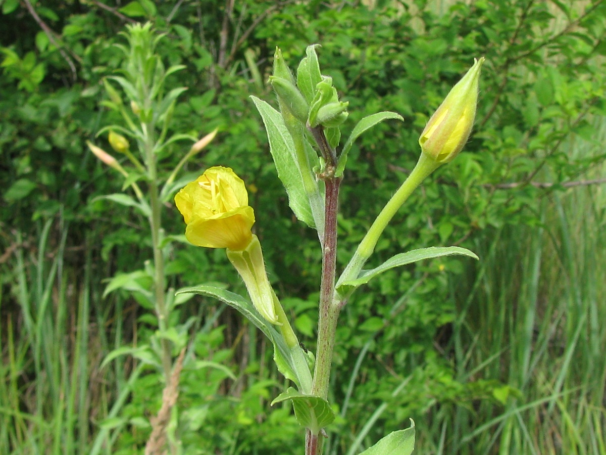 Изображение особи Oenothera depressa.