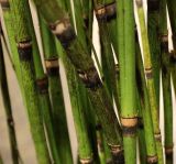 Equisetum ramosissimum var. japonicum