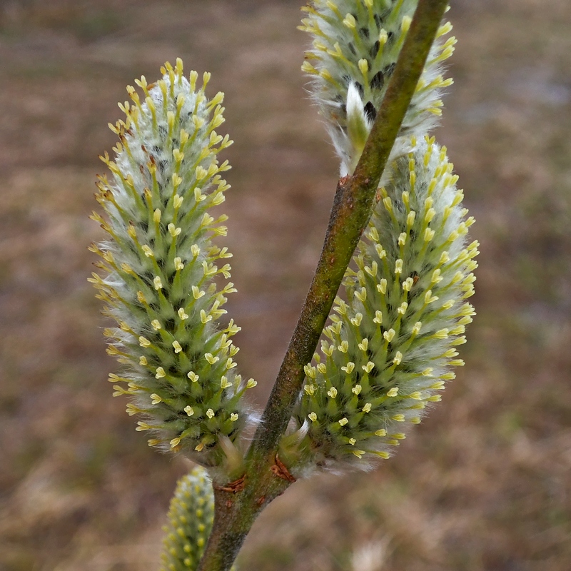 Image of Salix gmelinii specimen.