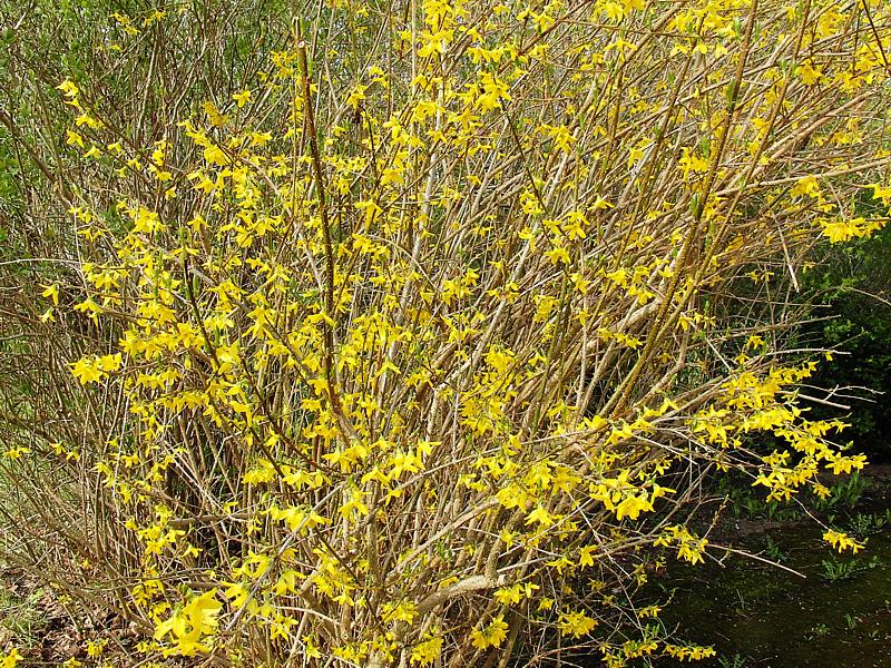 Image of Forsythia &times; intermedia specimen.