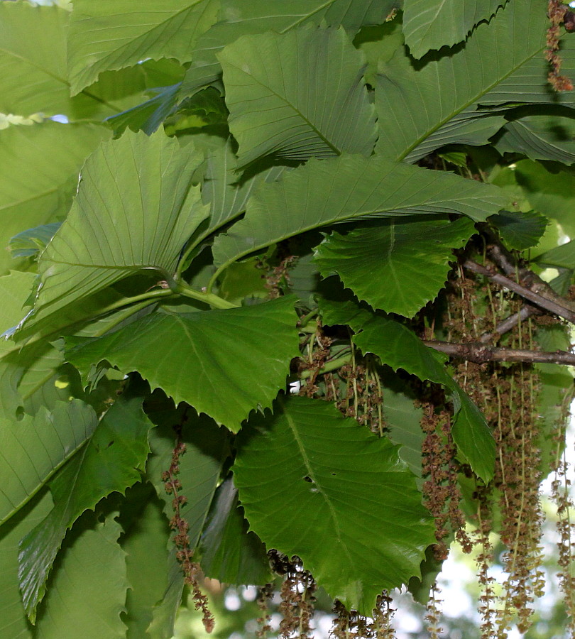 Изображение особи Quercus pontica.