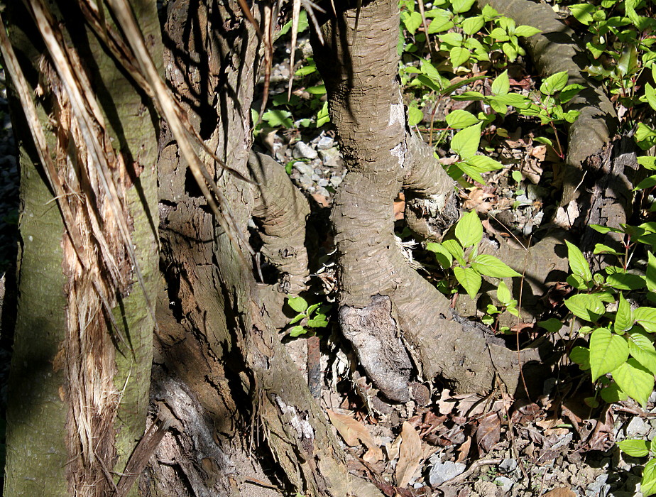 Image of genus Yucca specimen.