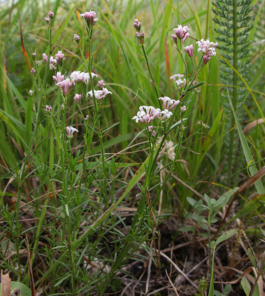 Image of Asperula biebersteinii specimen.