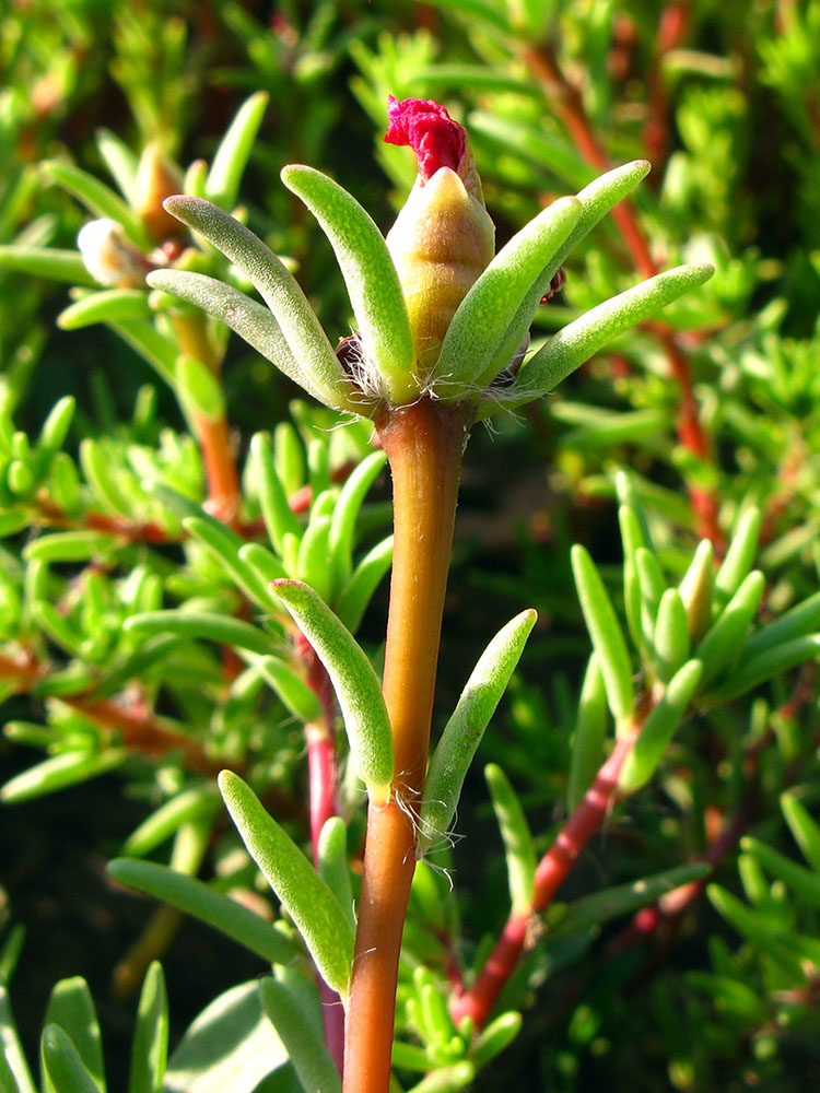 Image of Portulaca grandiflora specimen.