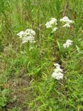 Смотреть изображение Galium turkestanicum