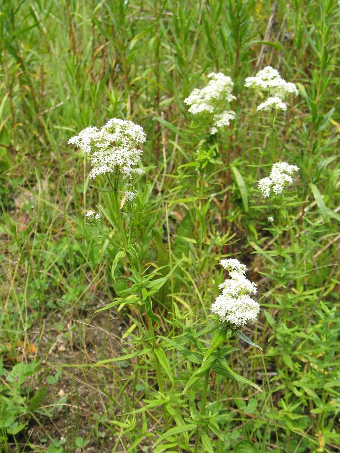 Изображение особи Galium turkestanicum.