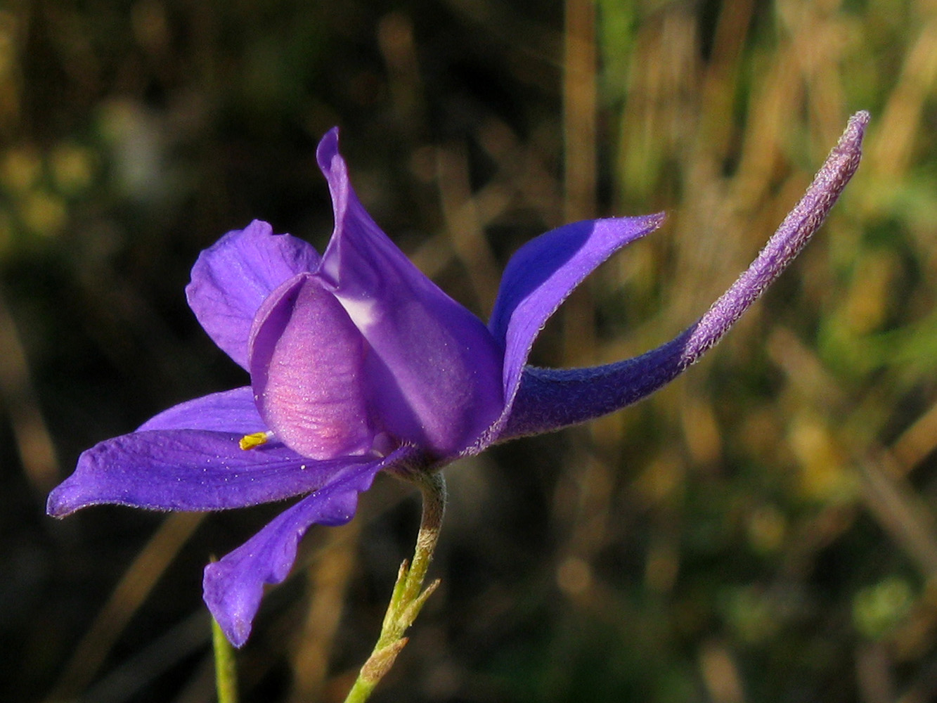 Image of Delphinium paniculatum specimen.