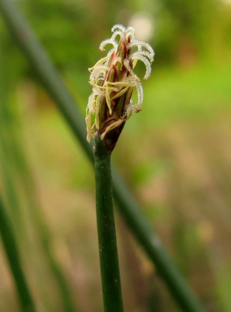 Image of Eleocharis palustris specimen.