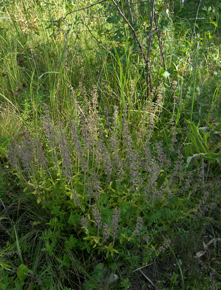 Изображение особи Thymus pastoralis.