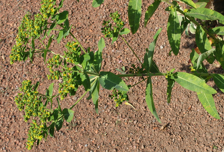 Изображение особи род Euphorbia.