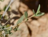 Helianthemum ventosum