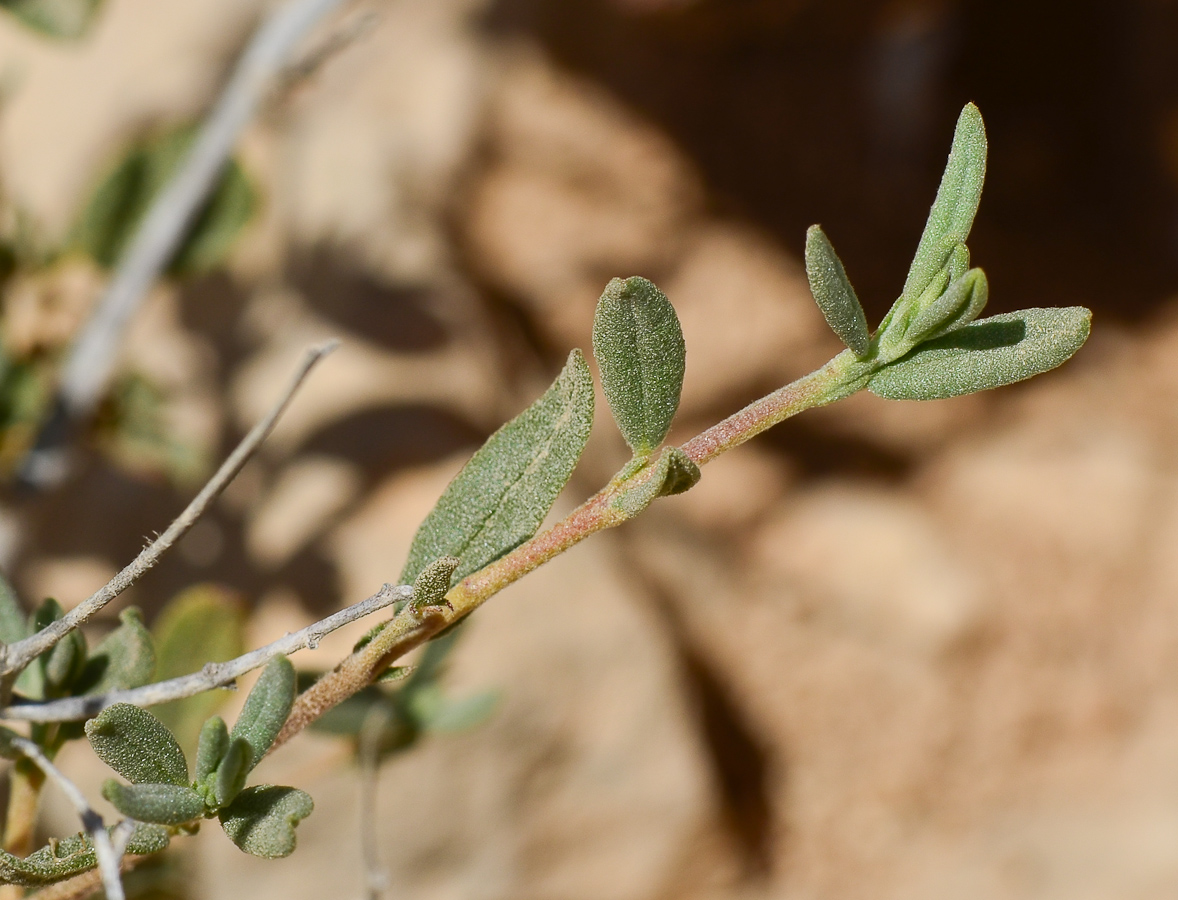 Image of Helianthemum ventosum specimen.